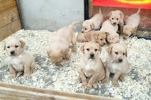 Labrador retriever kiskutyák  - kép 4