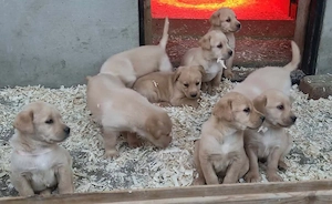 Labrador retriever kiskutyák  - kép 3