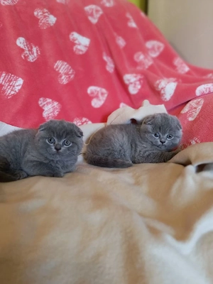 Skót lógófülű gyönyörű kiscicák szerető gazdikat keresnek!  - kép 2