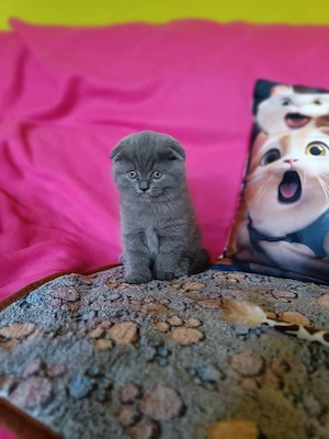 Skót lógófülű gyönyörű kiscicák szerető gazdikat keresnek!  - kép 4