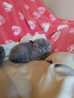 Skót lógófülű gyönyörű kiscicák szerető gazdikat keresnek!  - kép 3