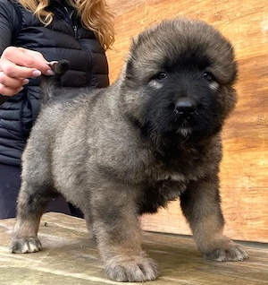 Kaukázusi juhászkutya  - kép 3