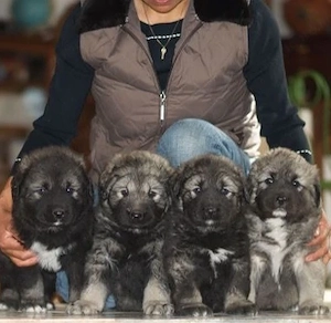 Kaukázusi juhászkutya  - kép 2