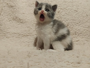 Brit kiscica foglalható - kép 3