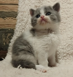 Brit kiscica foglalható - kép 2