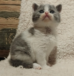 Brit kiscica foglalható