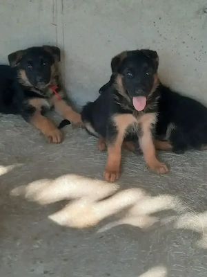 német juhász - kép 4