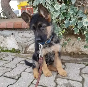 német juhász - kép 3