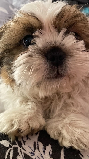 shih tzu kan kiskutya - kép 2