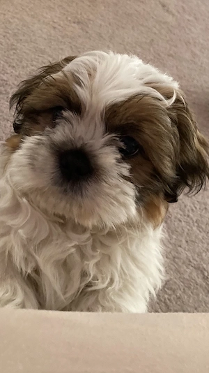 shih tzu kan kiskutya