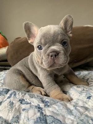 francia bulldog kölykök - kép 5