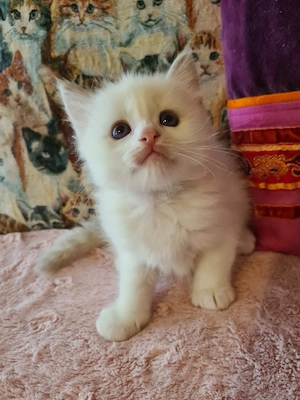 Törzskönyvezett szülőktől Ragdoll babyk foglalhatók! - kép 2