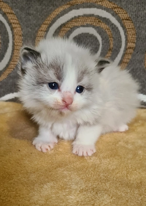 Törzskönyvezett szülőktől Ragdoll babyk foglalhatók!