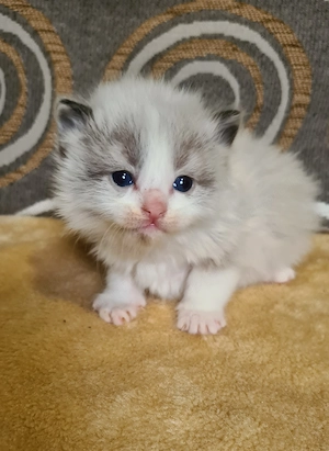 Törzskönyvezett szülőktől Ragdoll babyk foglalhatók! - kép 7
