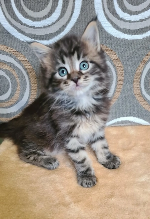 Törzskönyvezett szülőktől Maine Coon babyk foglalhatók!