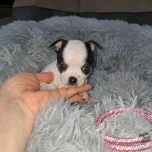 Gyönyörű csivava kislányok foglalhatók - kép 4