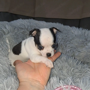 Gyönyörű csivava kislányok foglalhatók - kép 3