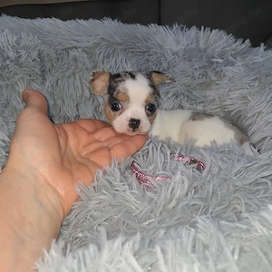 Gyönyörű csivava kislányok foglalhatók - kép 2