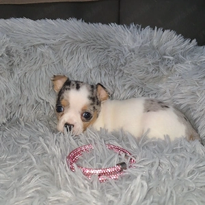 Gyönyörű csivava kislányok foglalhatók