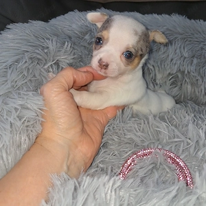 Gyönyörű csivava kislányok foglalhatók - kép 5