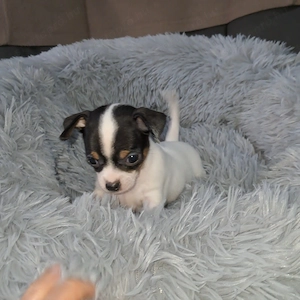 Gyönyörű csivava kislányok foglalhatók - kép 7