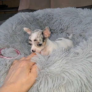 Gyönyörű csivava kislányok foglalhatók - kép 6