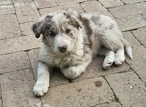 Csoki merle border collie - kép 2