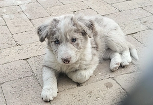 Csoki merle border collie