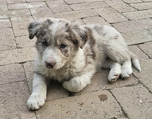 Csoki merle border collie - kép 3