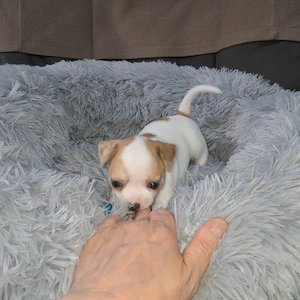 Tündéri csivava kiskutyák - kép 4