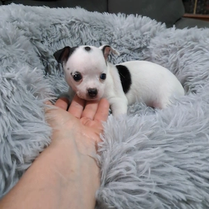 Tündéri csivava kiskutyák