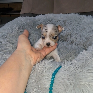 Tündéri csivava kiskutyák - kép 3