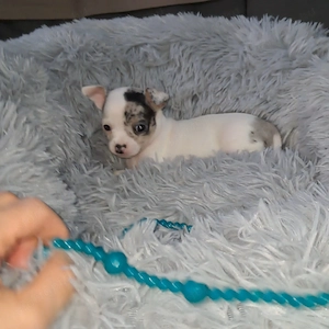 Tündéri csivava kiskutyák - kép 2