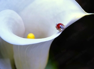 Munka lehetőségeket keresnék**