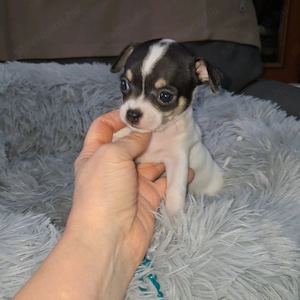 Tündéri csivava kiskutyák - kép 5