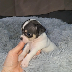 Tündéri csivava kiskutyák - kép 6