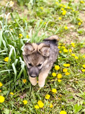 Eladó Németjuhász - Husky kiskutya - 1 szuka - kép 4