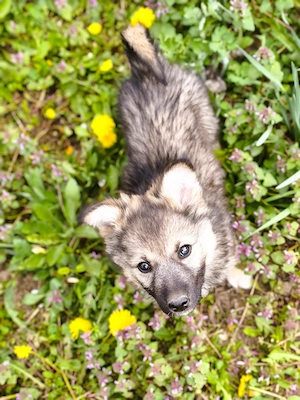 Eladó Németjuhász - Husky kiskutya - 1 szuka - kép 2