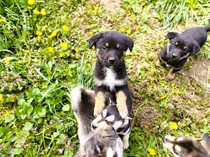  Eladó Husky - Rottweiler kiskutyák - kép 4