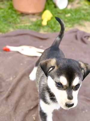  Eladó Husky - Rottweiler kiskutyák