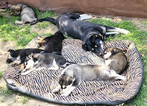  Eladó Husky - Rottweiler kiskutyák - kép 9