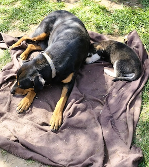  Eladó Husky - Rottweiler kiskutyák - kép 10