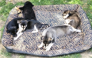  Eladó Husky - Rottweiler kiskutyák - kép 7