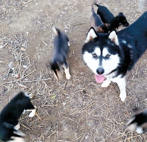  Eladó Husky - Rottweiler kiskutyák - kép 5