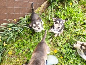  Eladó Husky - Rottweiler kiskutyák - kép 3