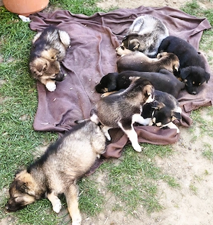  Eladó Husky - Rottweiler kiskutyák - kép 8