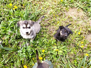  Eladó Husky - Rottweiler kiskutyák - kép 2