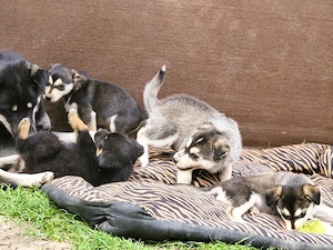  Eladó Husky - Rottweiler kiskutyák - kép 6