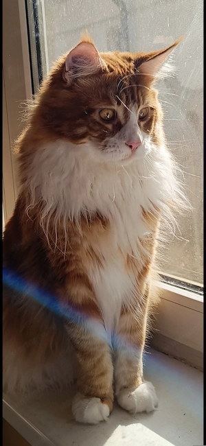 Fajtatiszta maine coon kandúr  - kép 4
