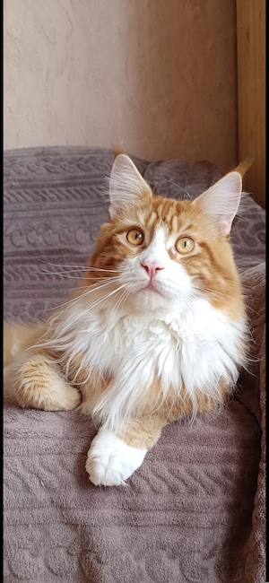 Fajtatiszta maine coon kandúr  - kép 2